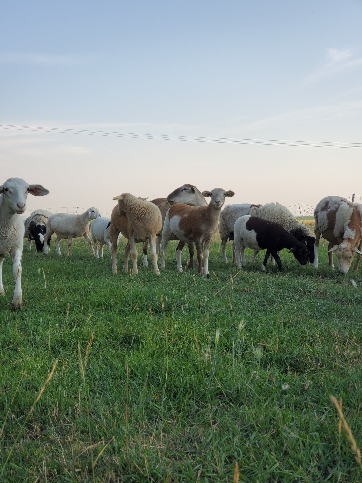 The Lazy Lamb Co giftcard